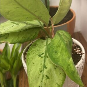Indoor plant dumb cane